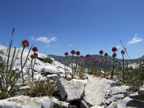 Allium sphaerocephalon